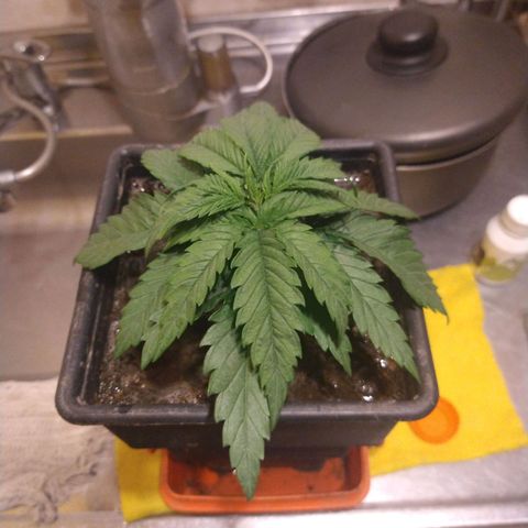 Jack La Mota growlog timeline photo
