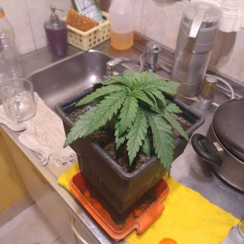 Jack La Mota growlog timeline photo