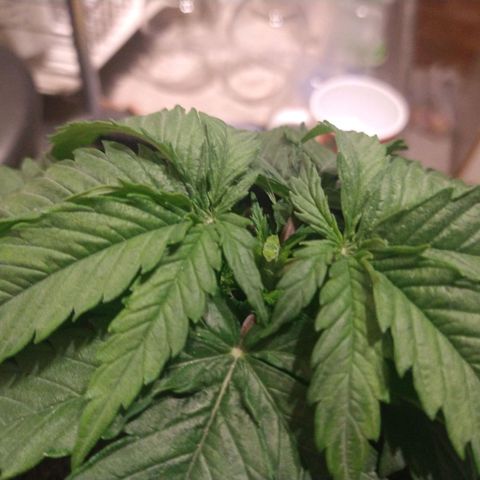 Jack La Mota growlog timeline photo
