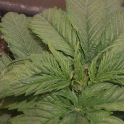 Jack La Mota growlog timeline photo