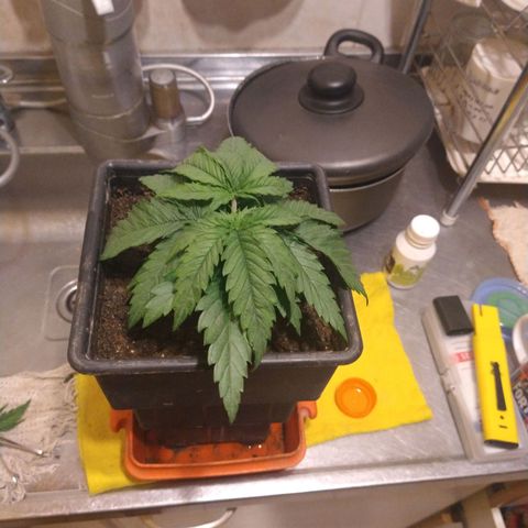 Jack La Mota growlog timeline photo