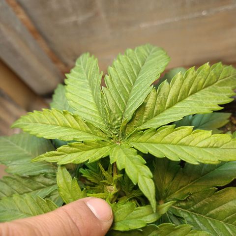 Jack La Mota growlog timeline photo
