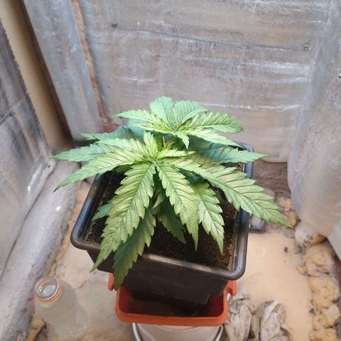 Jack La Mota growlog timeline photo