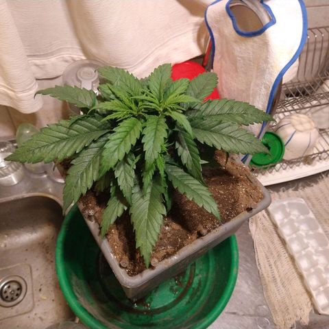 Jack La Mota growlog photo: Transplantar a maseta final. La planta tendrá stress se cortaron algunas raíces ya que no estaba húmeda la totalidad de la maseta y se desmoronó el terrón. Esperemos evolucione correctamente. Ph controlado, no se ha abonado con ningún producto a la fecha.