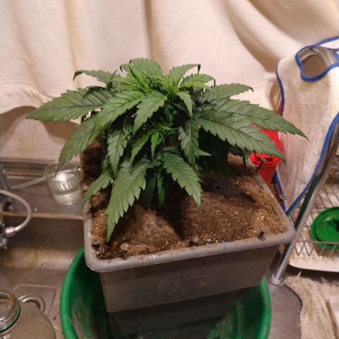 Jack La Mota growlog photo: Transplantar a maseta final. La planta tendrá stress se cortaron algunas raíces ya que no estaba húmeda la totalidad de la maseta y se desmoronó el terrón. Esperemos evolucione correctamente. Ph controlado, no se ha abonado con ningún producto a la fecha.