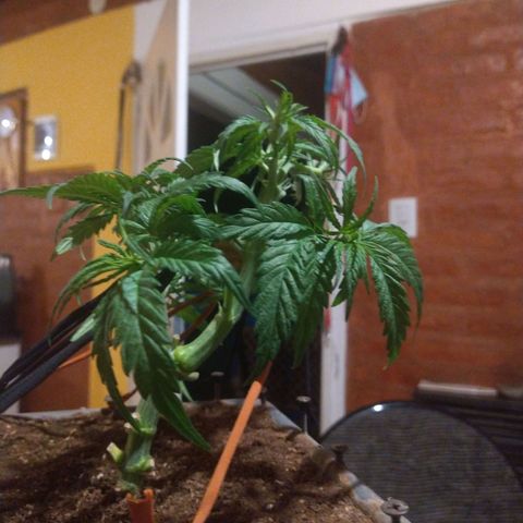 Jack La Mota growlog photo: Se rompió rama, diferencia entre tamaños de centrales. Se ordena una central la otra se deja sin guía para ver cómo evoluciona. 