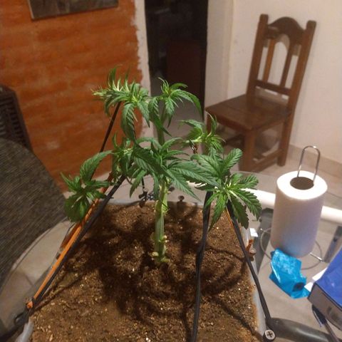 Jack La Mota growlog photo: Se rompió rama, diferencia entre tamaños de centrales. Se ordena una central la otra se deja sin guía para ver cómo evoluciona. 