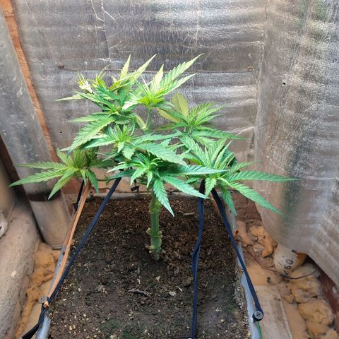 Jack La Mota growlog timeline photo