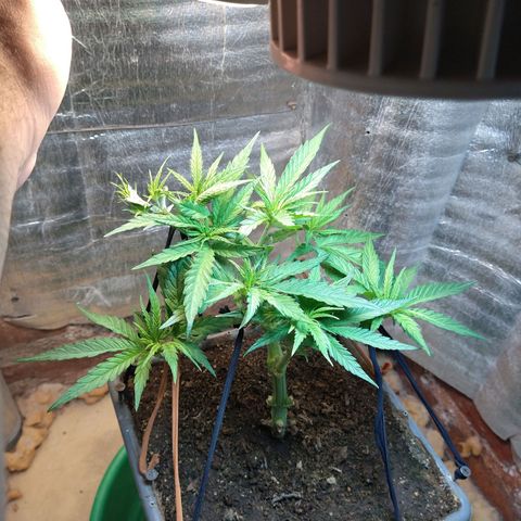 Jack La Mota growlog timeline photo