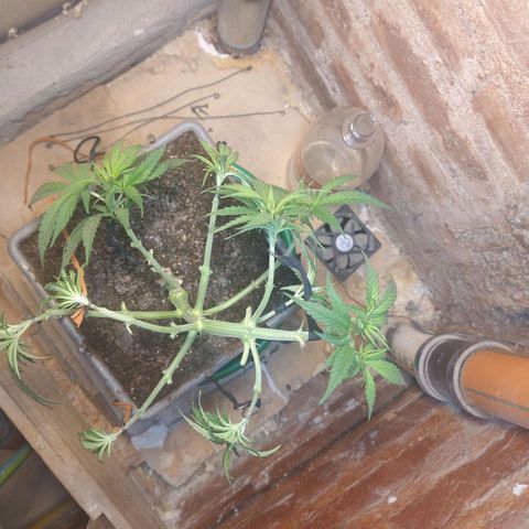 Jack La Mota growlog timeline photo