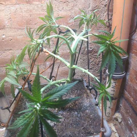 Jack La Mota growlog timeline photo