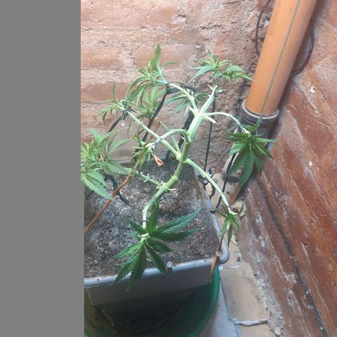 Jack La Mota growlog timeline photo