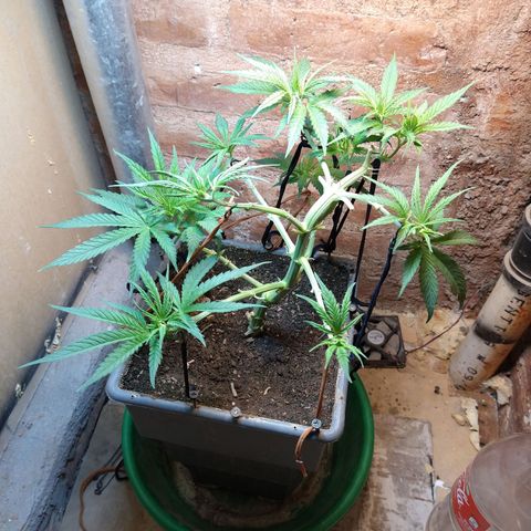 Jack La Mota growlog timeline photo