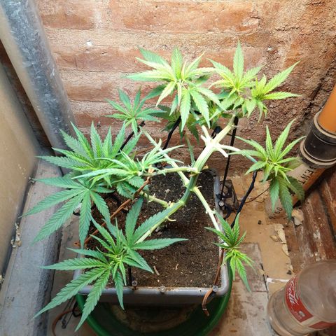 Jack La Mota growlog timeline photo