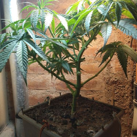 Jack La Mota growlog timeline photo