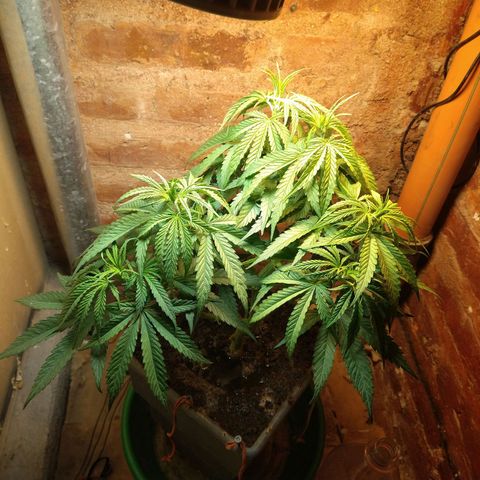 Jack La Mota growlog timeline photo