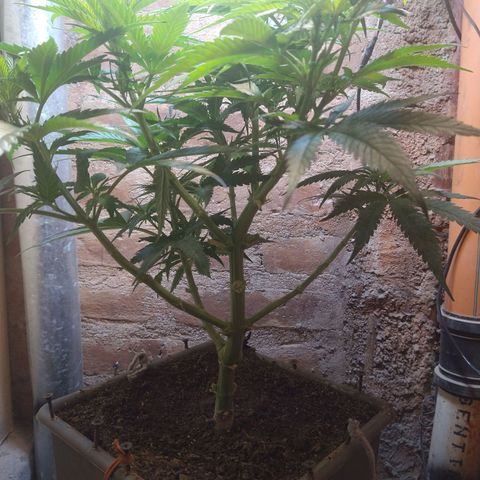 Jack La Mota growlog timeline photo