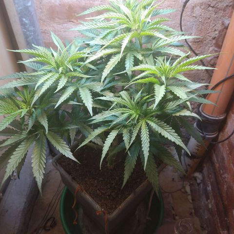 Jack La Mota growlog timeline photo