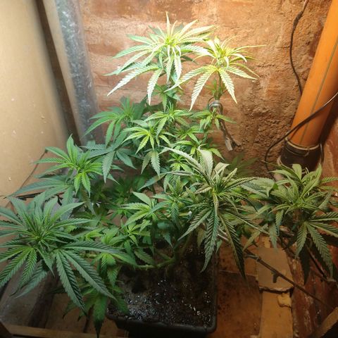 Jack La Mota growlog timeline photo