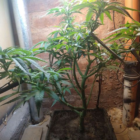 Jack La Mota growlog timeline photo