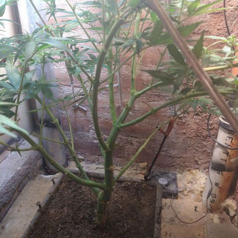 Jack La Mota growlog timeline photo