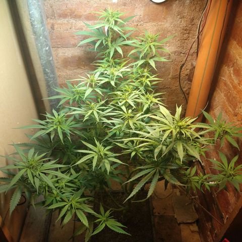Jack La Mota growlog timeline photo