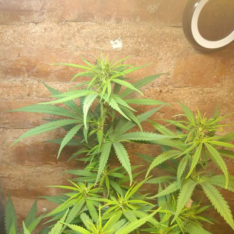 Jack La Mota growlog timeline photo
