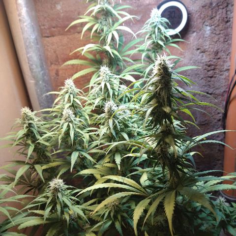 Jack La Mota growlog timeline photo