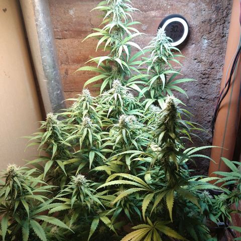 Jack La Mota growlog timeline photo