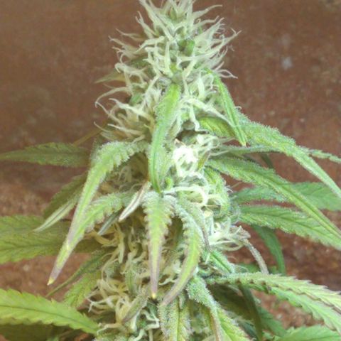 Jack La Mota growlog timeline photo