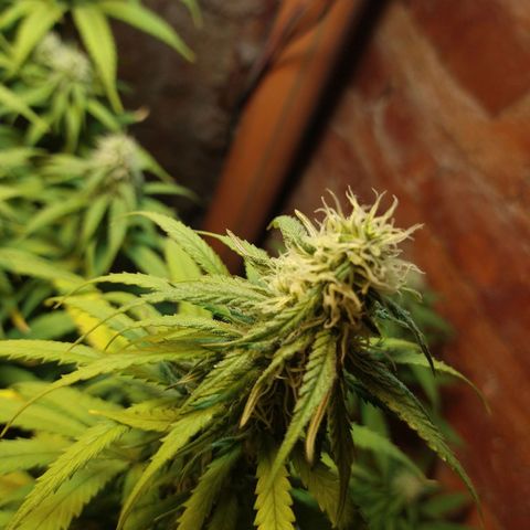 Jack La Mota growlog timeline photo