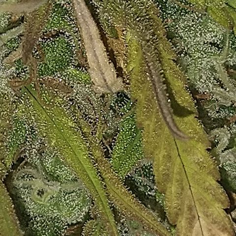Jack La Mota growlog timeline photo