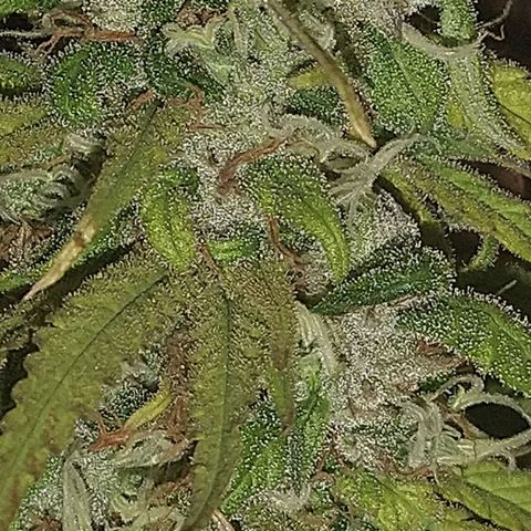 Jack La Mota growlog timeline photo