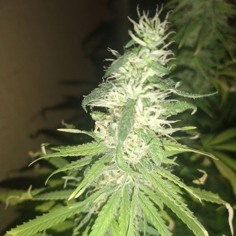 Jack La Mota growlog timeline photo