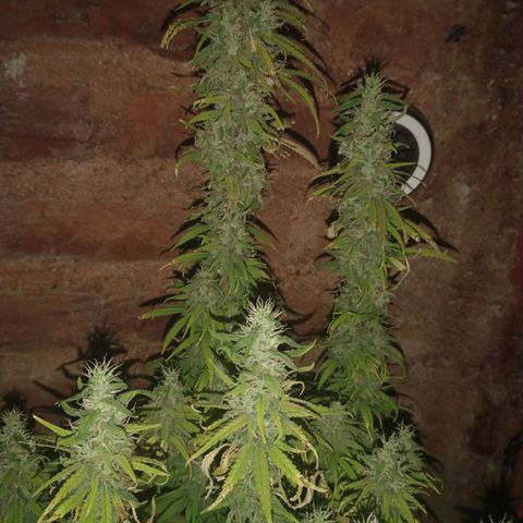 Jack La Mota growlog timeline photo