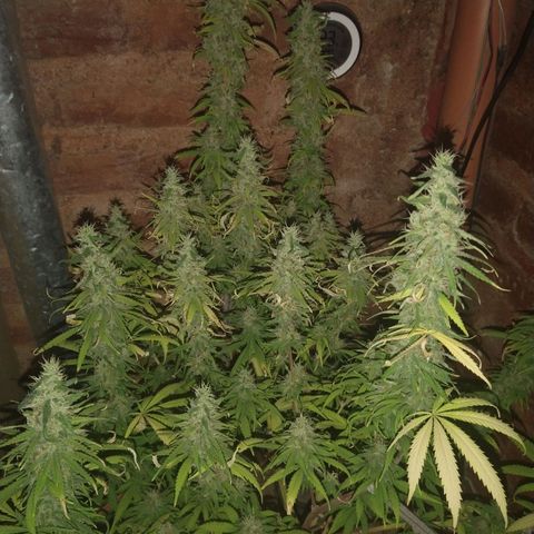 Jack La Mota growlog timeline photo
