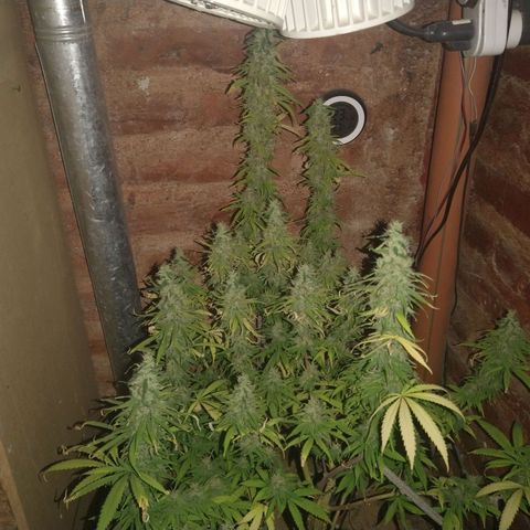 Jack La Mota growlog timeline photo