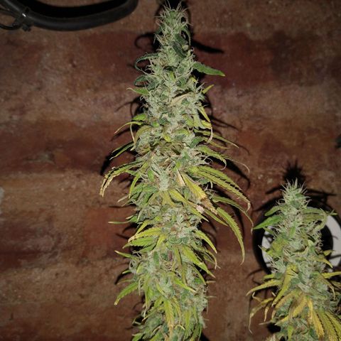 Jack La Mota growlog timeline photo