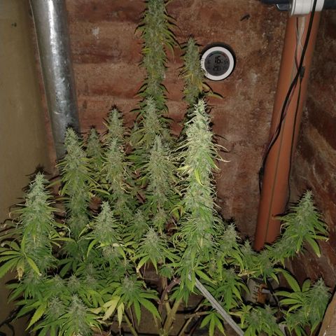 Jack La Mota growlog timeline photo