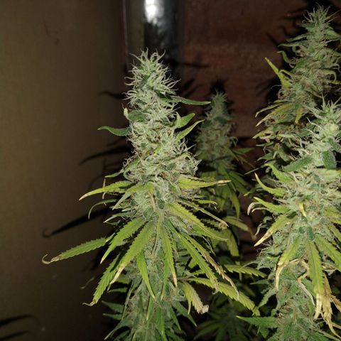 Jack La Mota growlog timeline photo