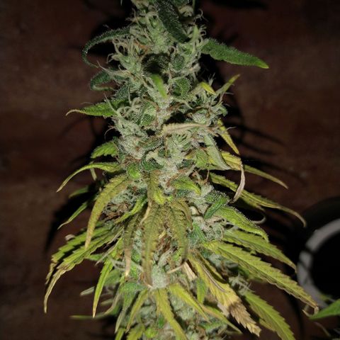 Jack La Mota growlog timeline photo