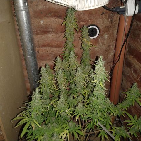 Jack La Mota growlog timeline photo