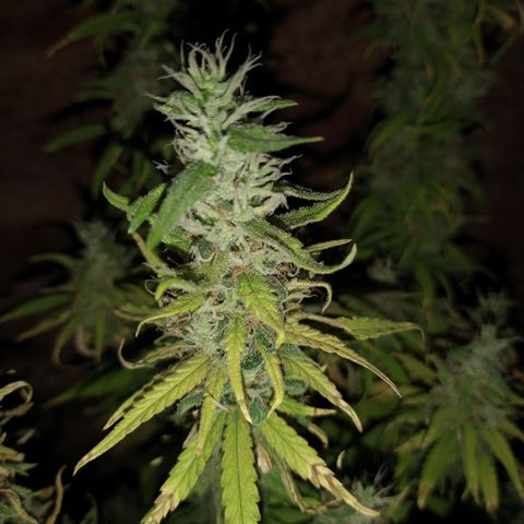 Jack La Mota growlog timeline photo
