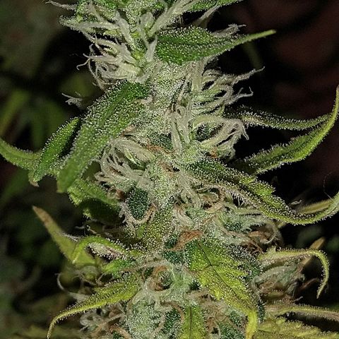 Jack La Mota growlog timeline photo