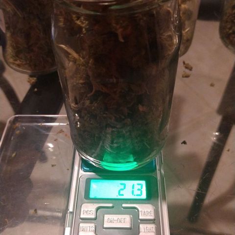 Jack La Mota growlog timeline photo