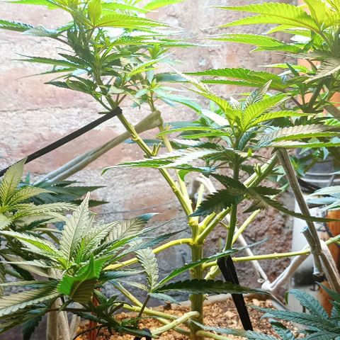 Amnesia growlog timeline photo