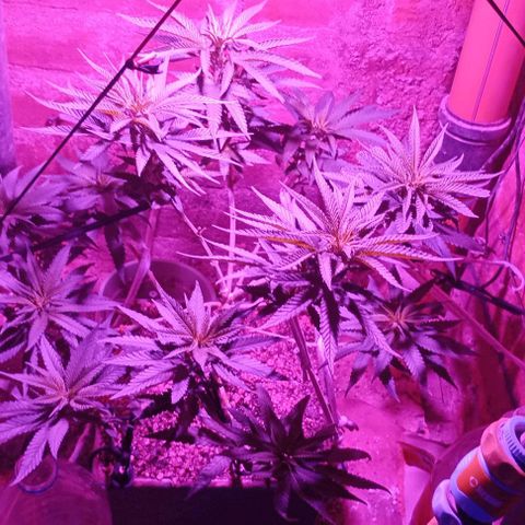 Amnesia growlog timeline photo