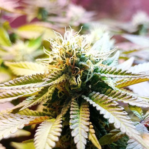 Amnesia growlog timeline photo