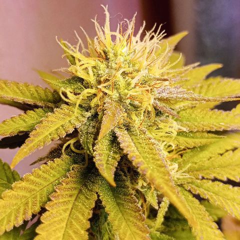 Amnesia growlog timeline photo
