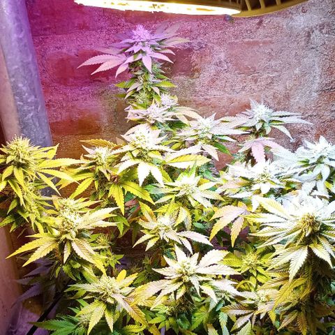 Amnesia growlog timeline photo